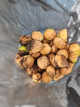 팜모닝 기타작물·영농일지 게시글 이미지