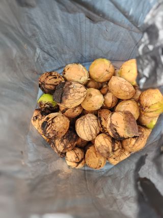 김영옥님의 기타작물 · 영농일지 작성글 사진