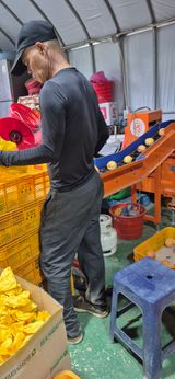 팜모닝 복숭아·영농일지 게시글 이미지