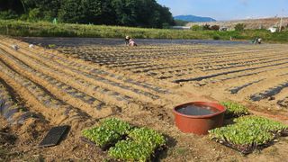 김남근님의 양배추 · 영농일지 작성글 사진