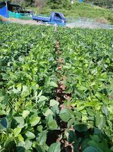 팜모닝 콩·영농일지 게시글 이미지