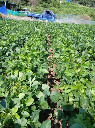 고구마20973님의 콩 · 영농일지 작성글 사진