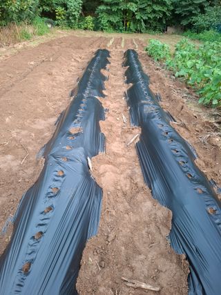 주재필님의 기타작물 · 영농일지 작성글 사진