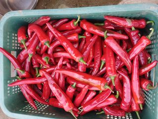 팜모닝회원대영농장님의 고추 · 영농일지 작성글 사진