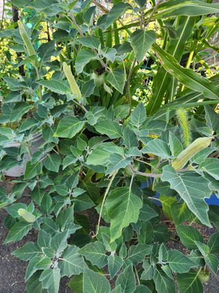 김영옥님의 기타작물 · 영농일지 작성글 사진