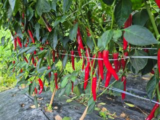 김종열님의 복숭아 · 영농일지 작성글 사진