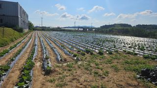 김남근님의 양배추 · 영농일지 작성글 사진