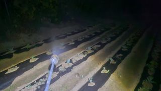 김남근님의 양배추 · 영농일지 작성글 사진