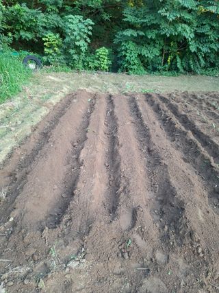 주재필님의 파 · 영농일지 작성글 사진