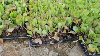 김남근님의 양배추 · 영농일지 작성글 사진