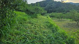 장정규님의 복숭아 · 영농일지 작성글 사진