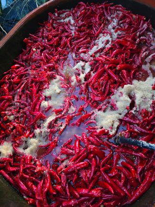 고추농사 정 미라님의 고추 · 영농일지 작성글 사진