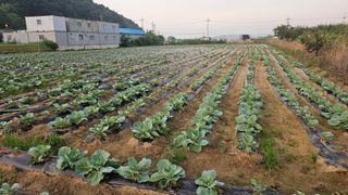 김남근님의 양배추 · 영농일지 작성글 사진