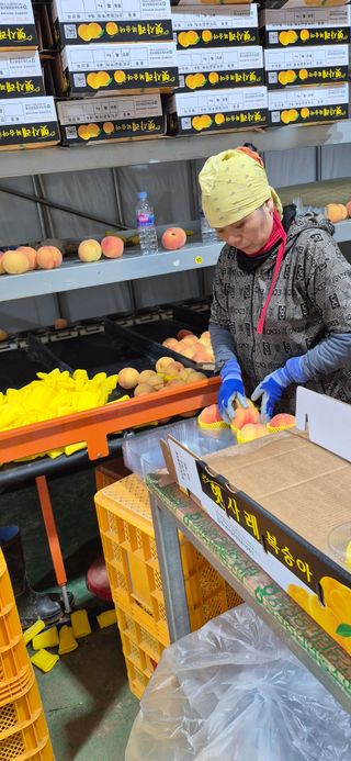 강성분님의 복숭아 · 영농일지 작성글 사진