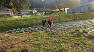 김남근님의 양배추 · 영농일지 작성글 사진