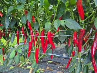 김종열님의 복숭아 · 영농일지 작성글 사진