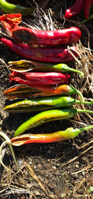 이장호님의 고추 · 영농일지 작성글 사진