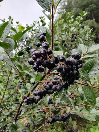 인생은 소풍처럼님의 기타작물 · 영농일지 작성글 사진