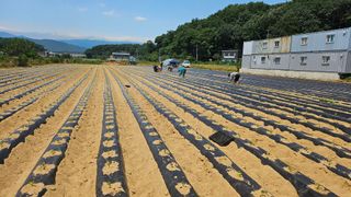 김남근님의 양배추 · 영농일지 작성글 사진