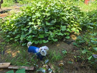 김유진님의 고구마 · 영농일지 작성글 사진