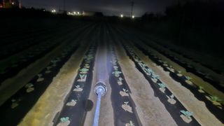 김남근님의 양배추 · 영농일지 작성글 사진