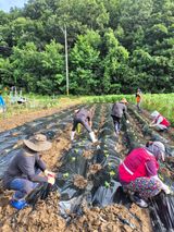 팜모닝 배추·영농일지 게시글 이미지