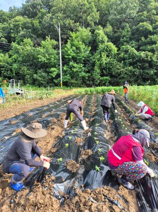 초보농부님의 배추 · 영농일지 작성글 사진