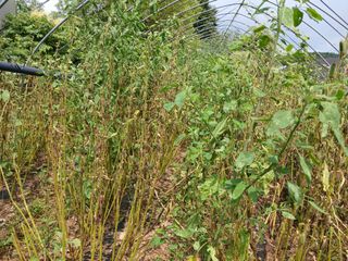 자기왕사랑해님의 참깨 · 영농일지 작성글 사진