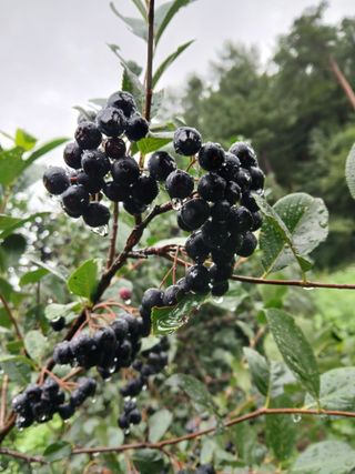 인생은 소풍처럼님의 기타작물 · 영농일지 작성글 사진