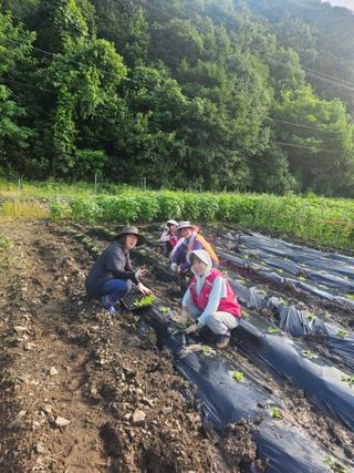 초보농부님의 배추 · 영농일지 작성글 사진