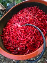 팜모닝 고추·영농일지 게시글 이미지