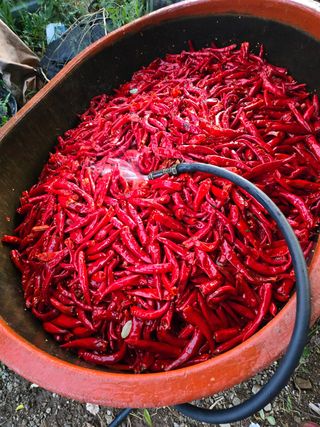 고추농사 정 미라님의 고추 · 영농일지 작성글 사진