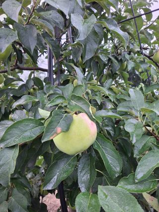 이병옥님의 사과 · 영농일지 작성글 사진