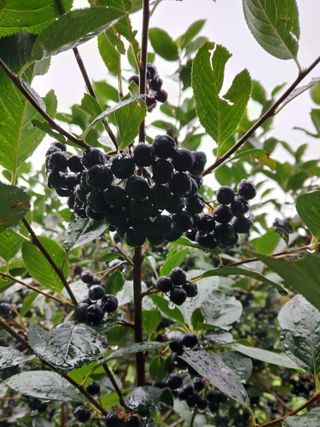 인생은 소풍처럼님의 기타작물 · 영농일지 작성글 사진