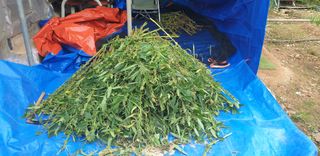 정천복님의 기타작물 · 영농일지 작성글 사진