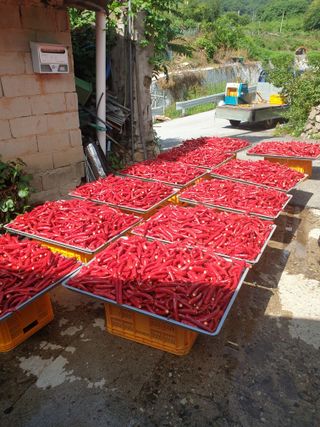 고추29286님의 고추 · 영농일지 작성글 사진