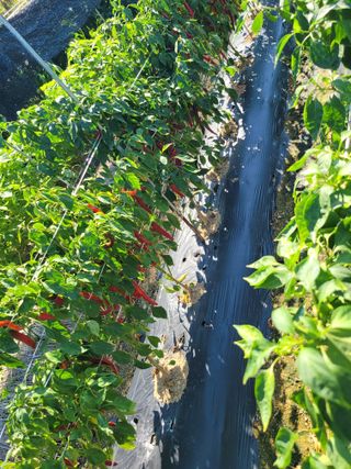 아리랑님의 고추 · 영농일지 작성글 사진