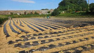 김남근님의 양배추 · 영농일지 작성글 사진