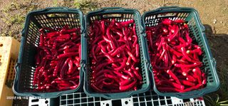 이장호님의 고추 · 영농일지 작성글 사진