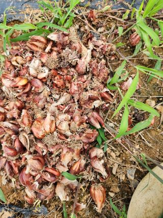 김영옥님의 기타작물 · 영농일지 작성글 사진