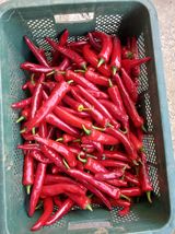 팜모닝 고추·영농일지 게시글 이미지