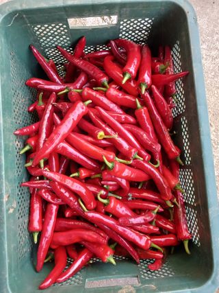 팜모닝회원대영농장님의 고추 · 영농일지 작성글 사진