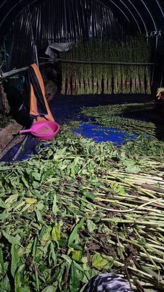 전환엽님의 참깨 · 영농일지 작성글 사진