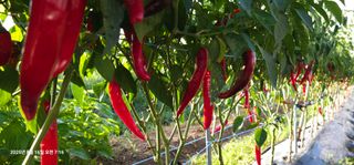 이장호님의 고추 · 영농일지 작성글 사진