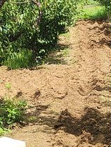 팜모닝 기타작물·영농일지 게시글 이미지