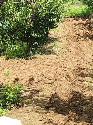 두릅나무님의 기타작물 · 영농일지 작성글 사진