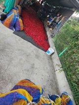 팜모닝 기타작물·영농일지 게시글 이미지