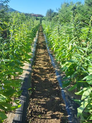 솔방농원님의 감 · 영농일지 작성글 사진