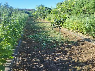 솔방농원님의 감 · 영농일지 작성글 사진