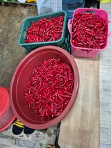 팜모닝 고추·영농일지 게시글 이미지